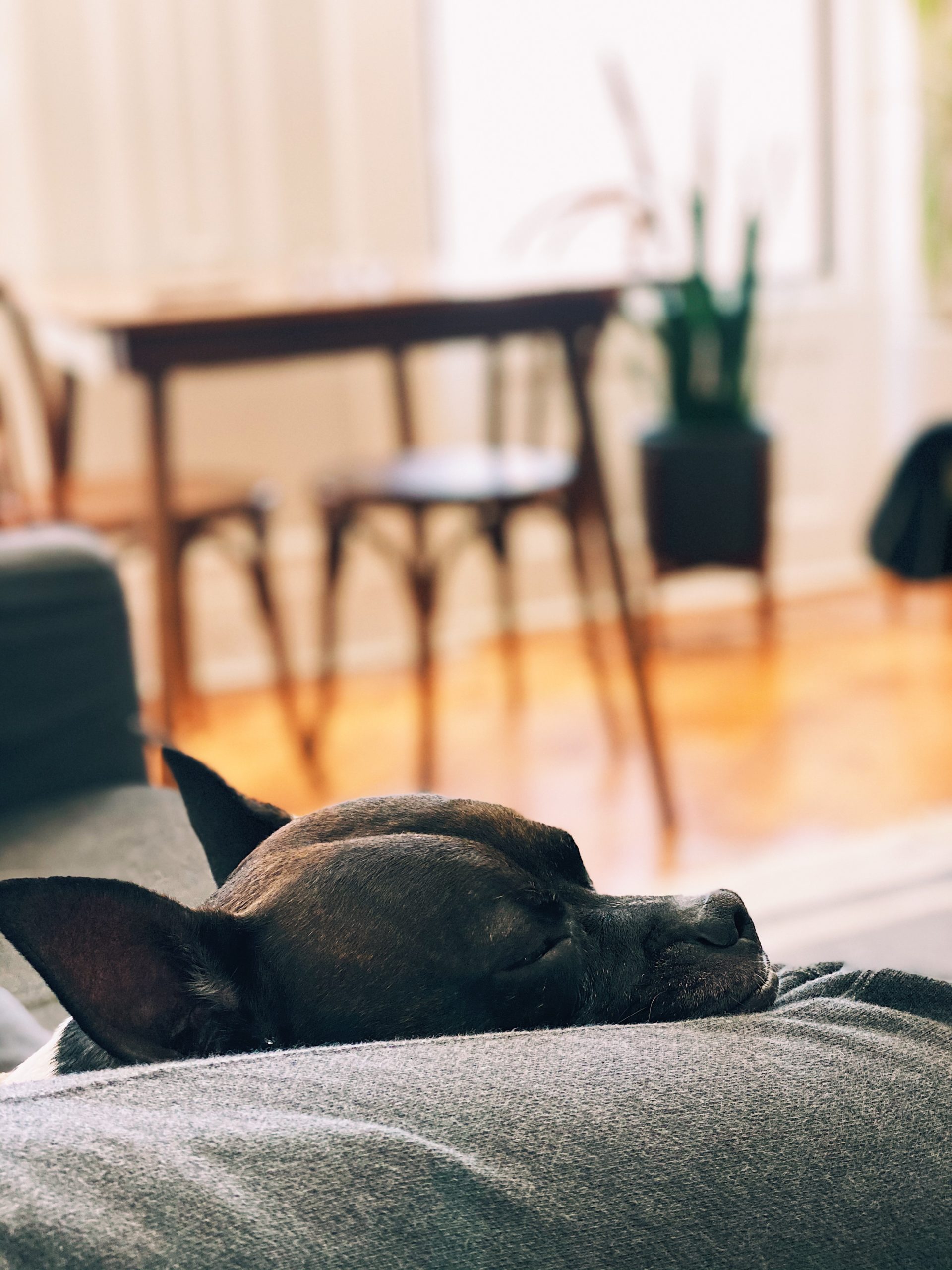 Tucker Snoozing