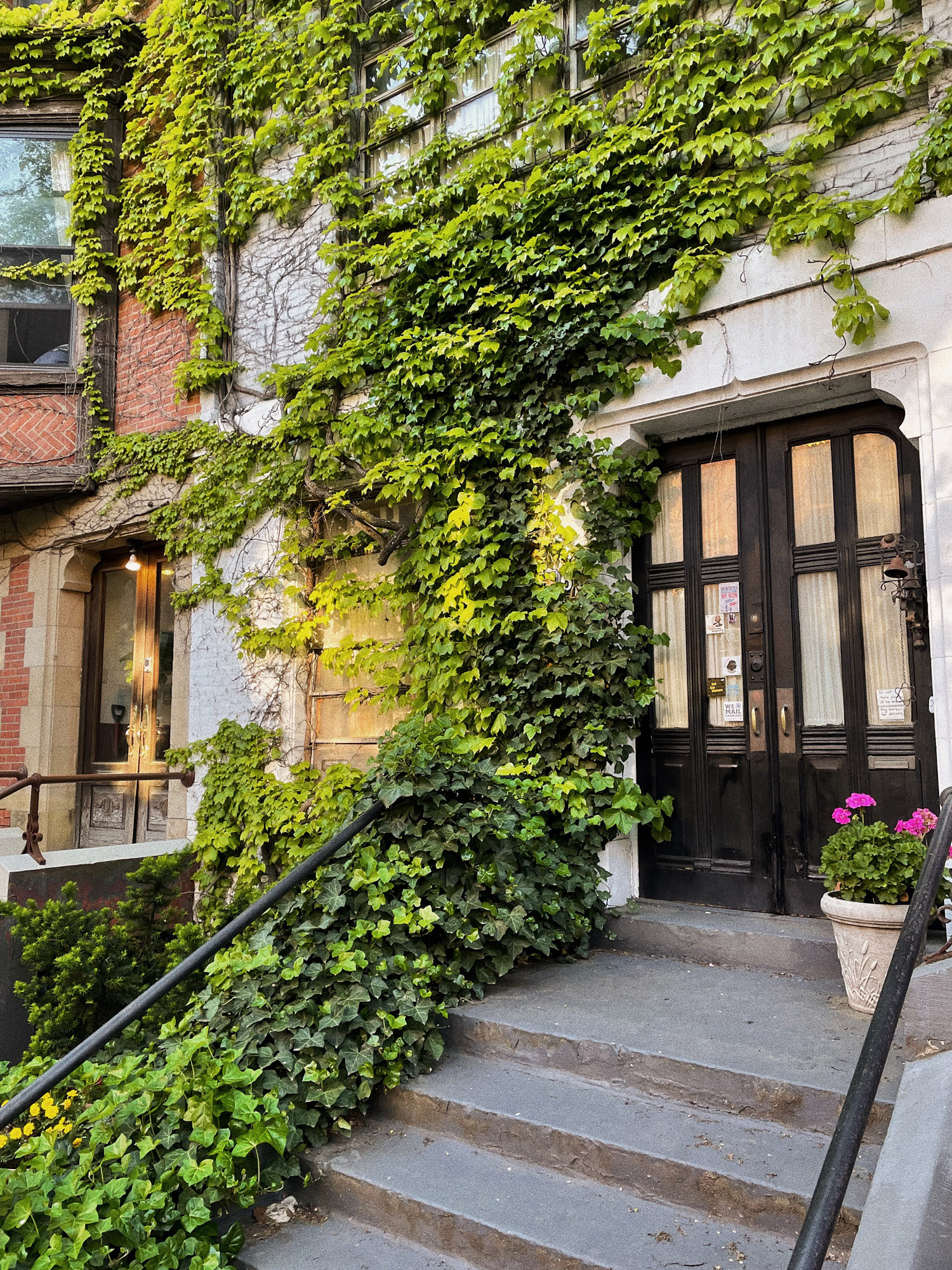 Ivy Stoop