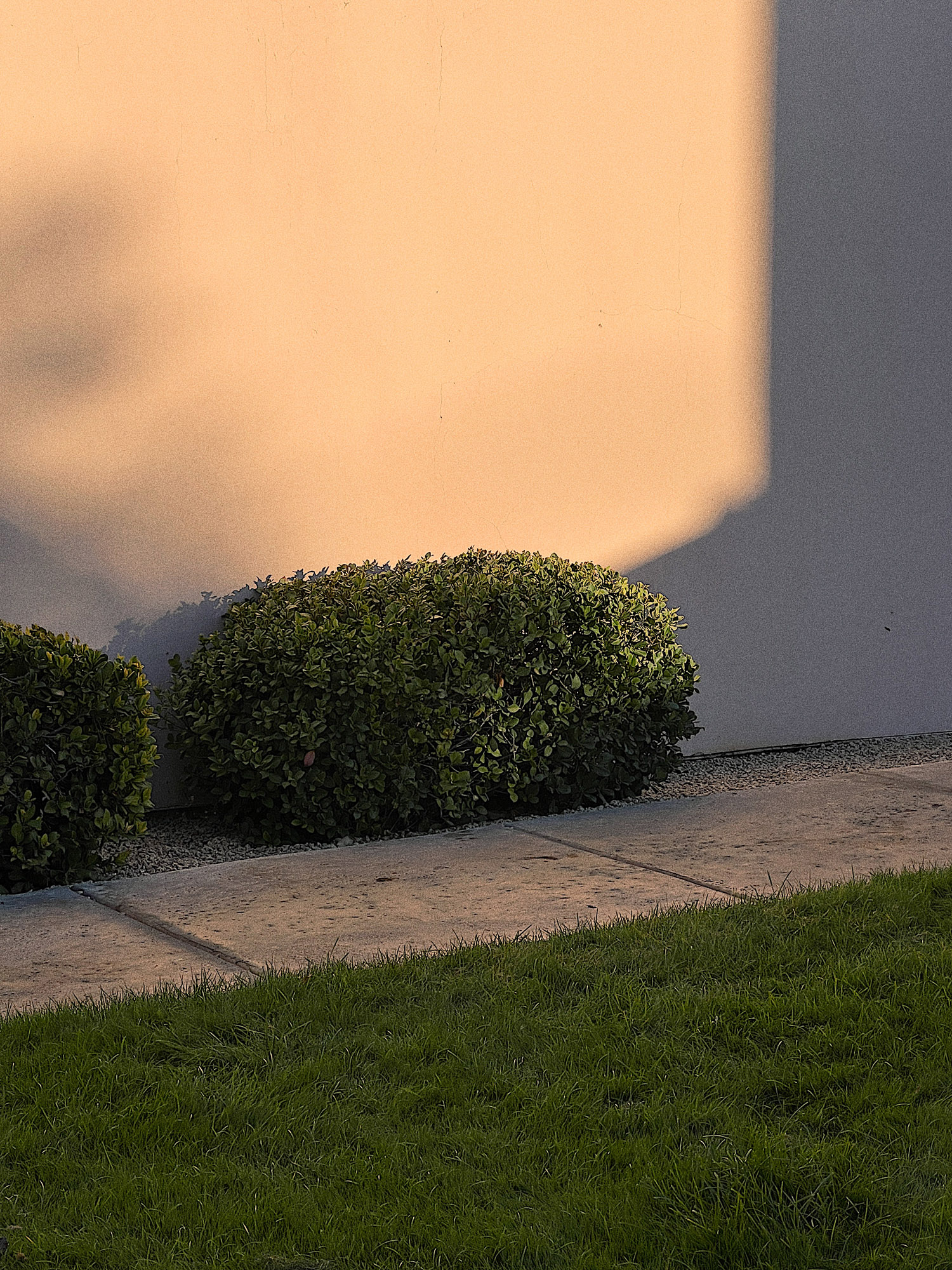 Tucson Bush