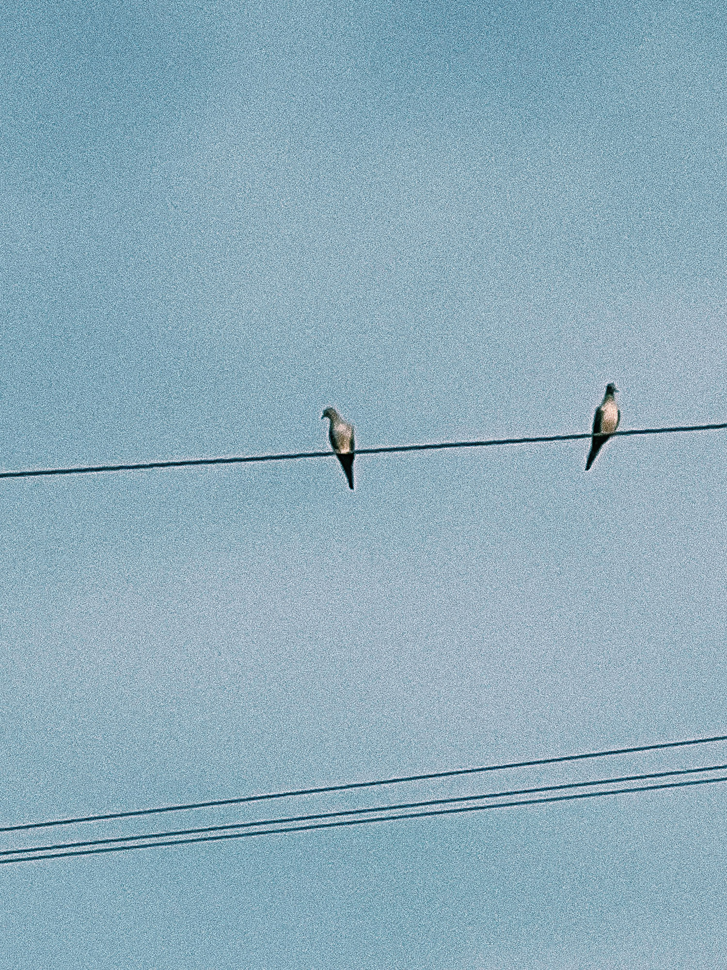 Birds on Wire