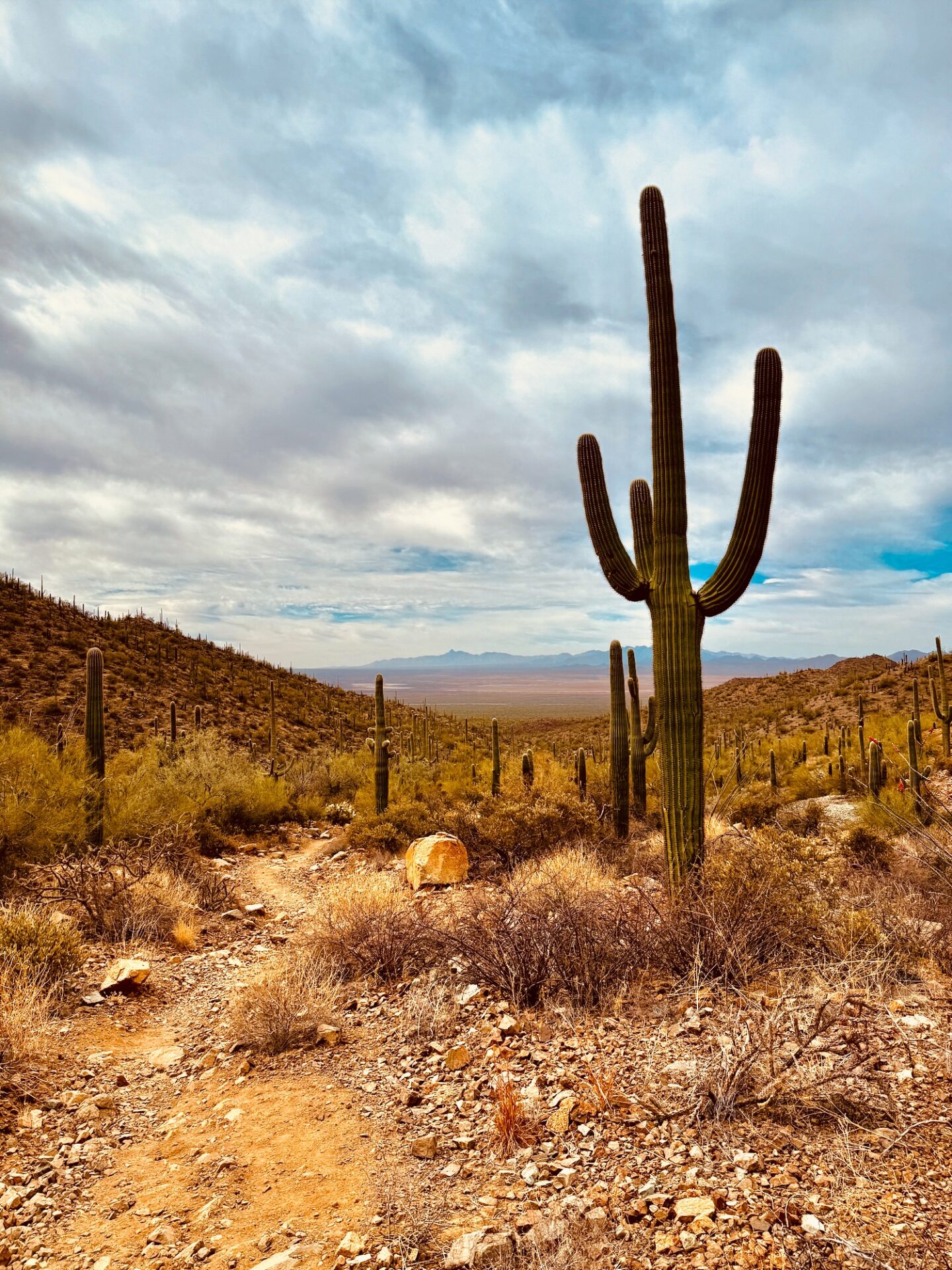 Saguaro Hike
